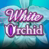 White Orchid in Best Of The Rest
